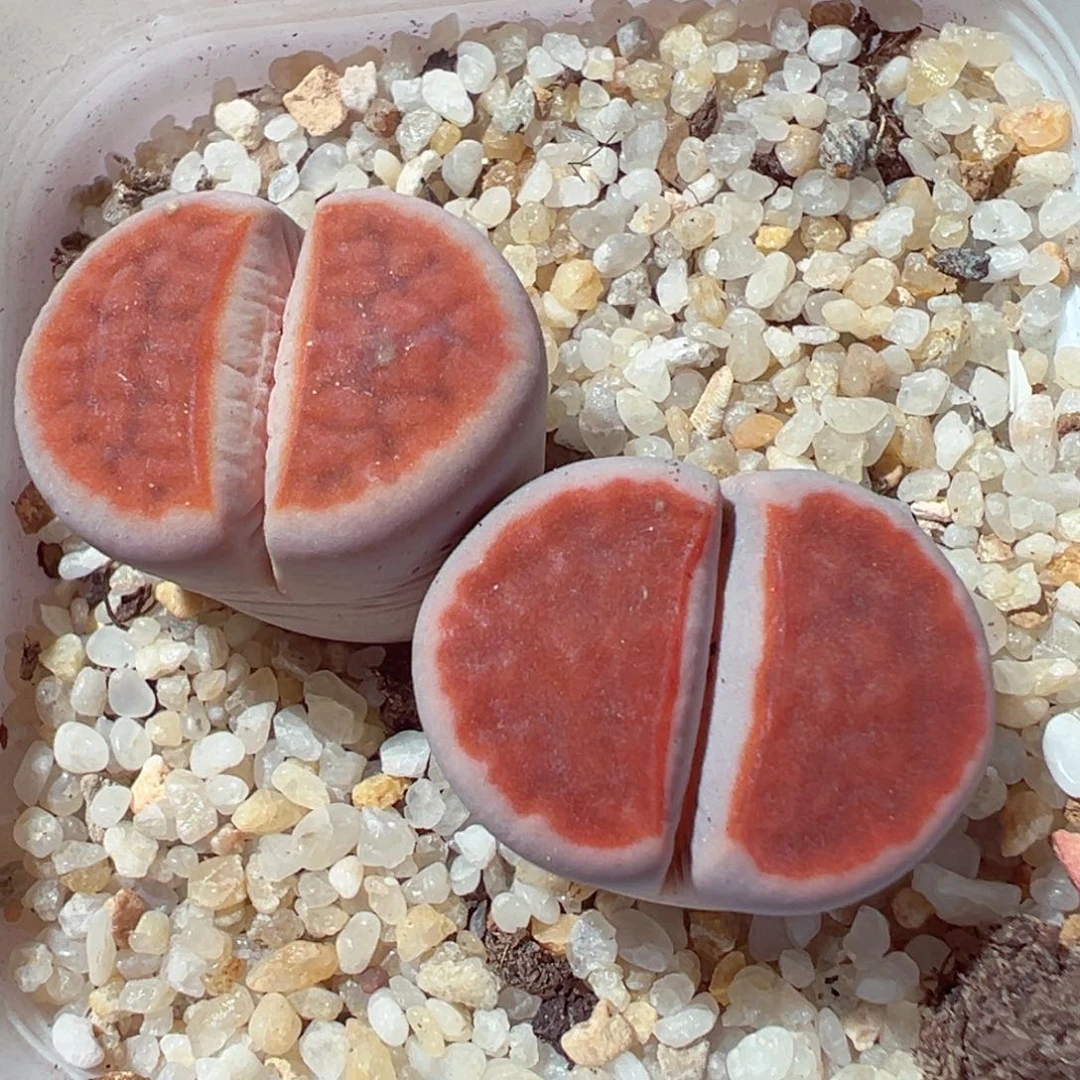 1230-414多肉多日朱唇玉