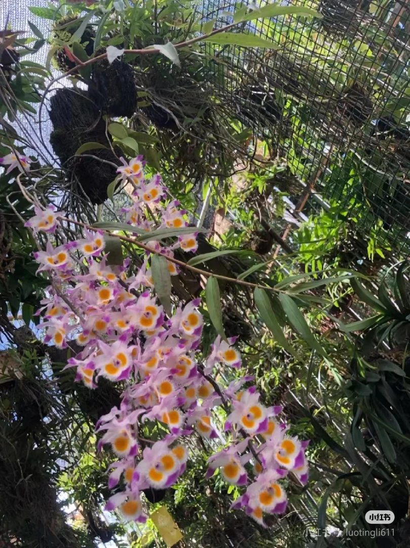 云南边境正宗铁皮、紫皮石斛兰花绿植适合室内外办公室