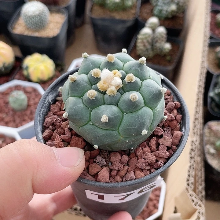 176实生角油龟甲兜