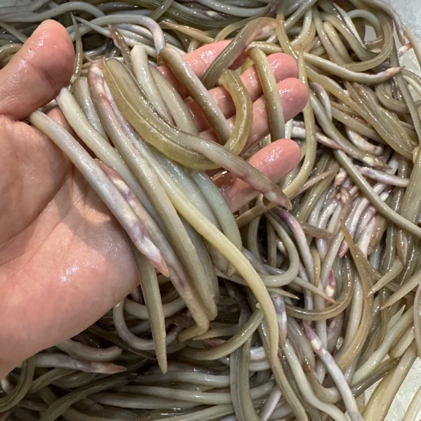 厦门海鲜鳗鱼苗油筷鱼新鲜小鳗仔一斤装福建油炸椒盐鳗鱼苗小沙鳗