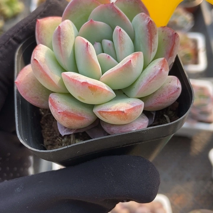 641冰岛多肉植物保护