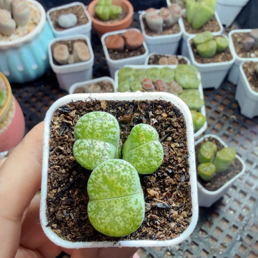 多肉植物的生长发育和629