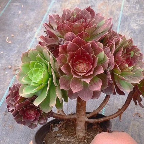 135花月夜多肉植物