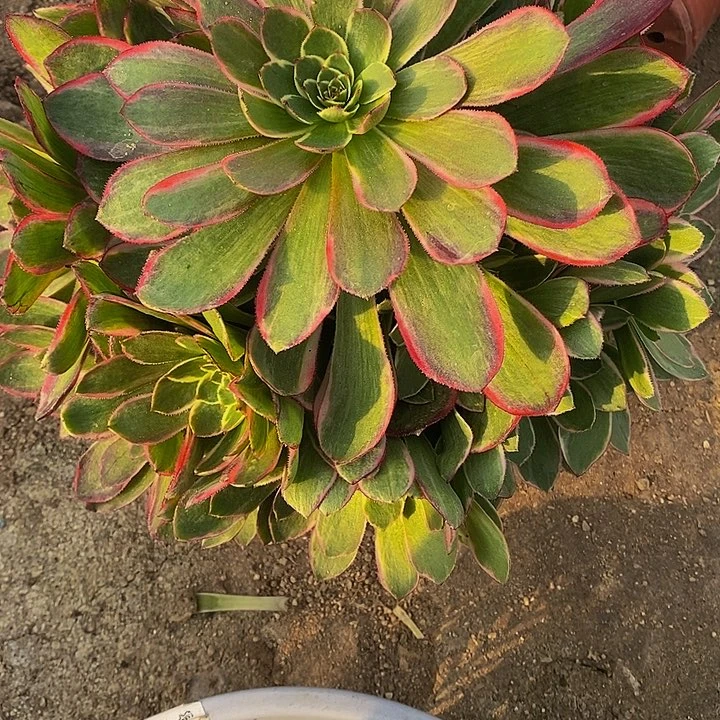 龍*多肉粉花妖505多肉