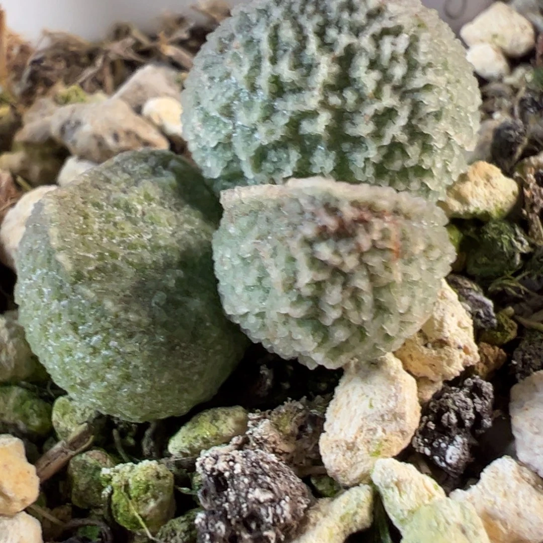 实生新品多肉植物水泡实生新品