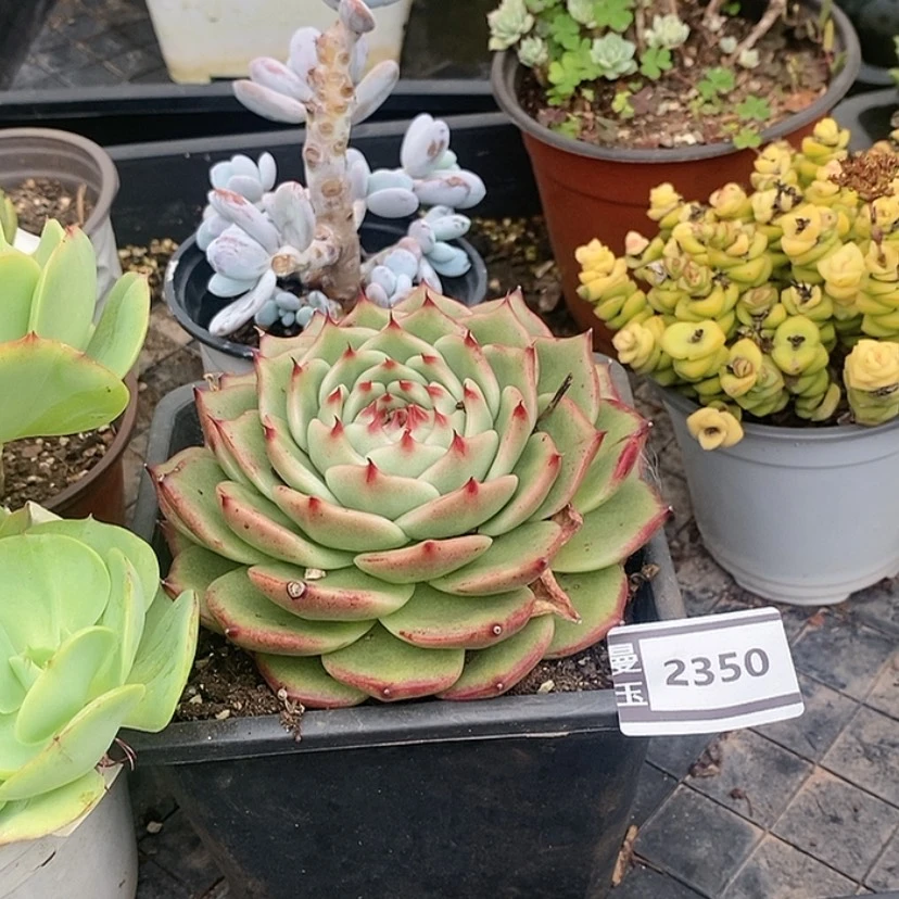 【闪购商品】蓝龙杂2350