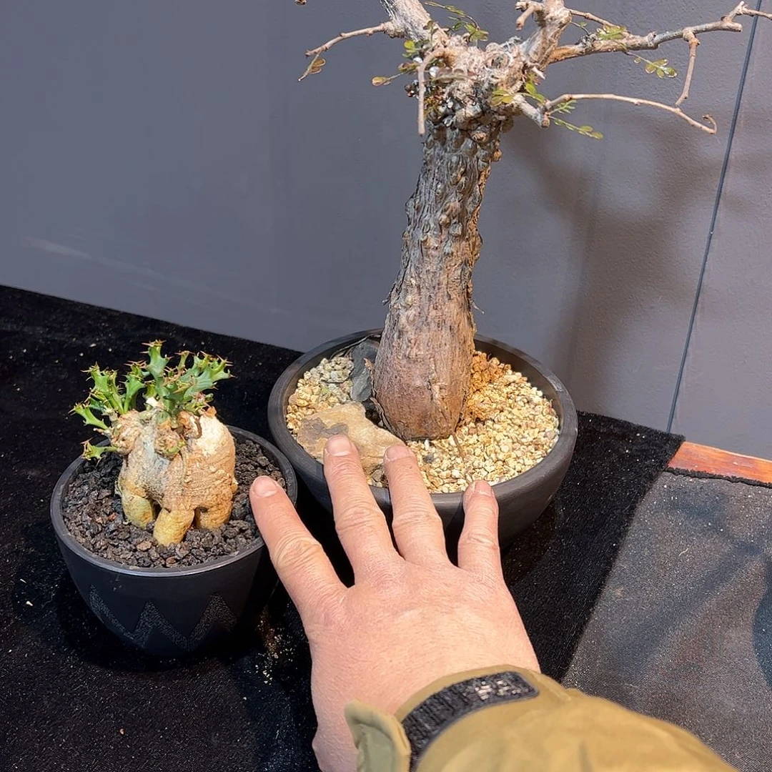 林****?老列加➕怪奇岛-上帝阁666666