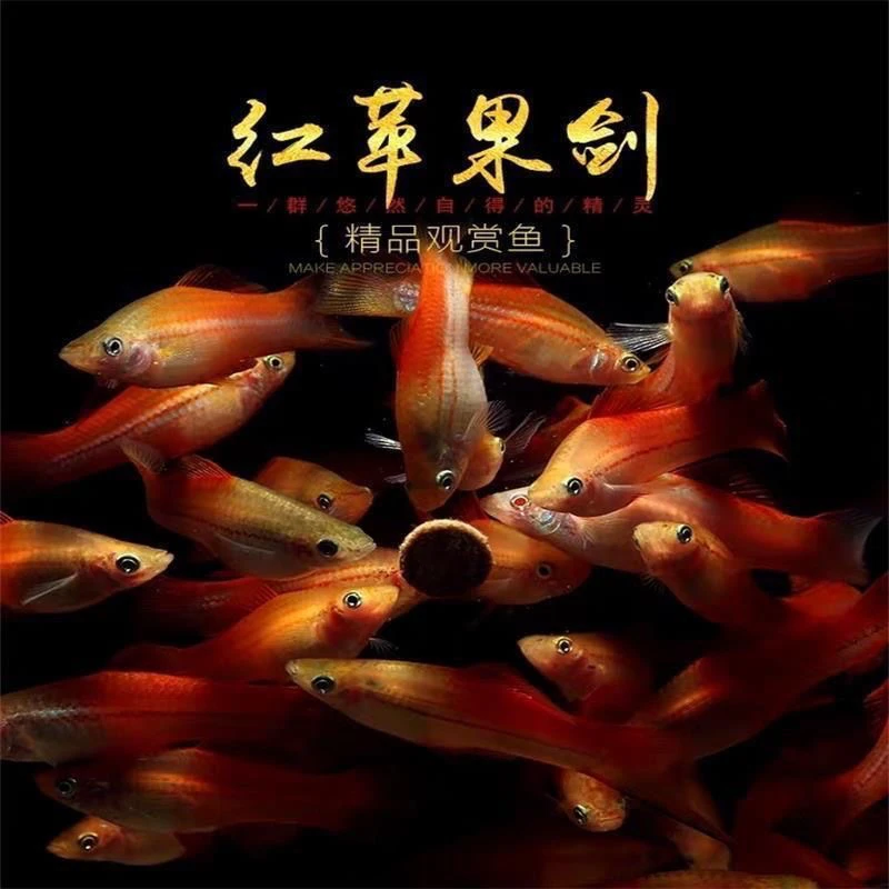 苹果箭种鱼 成对发货