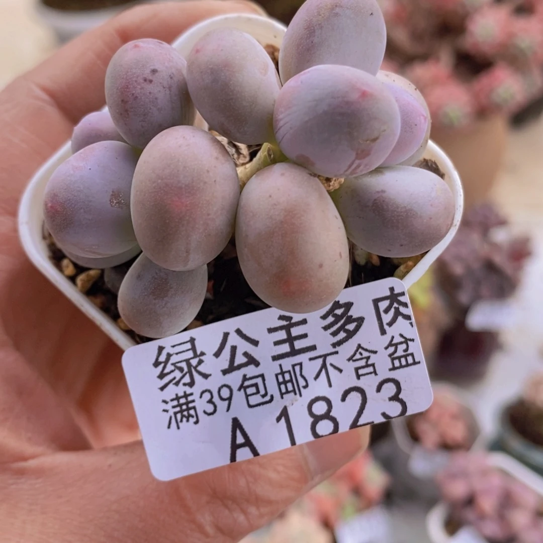 糖豆奶5cm1823多肉植物