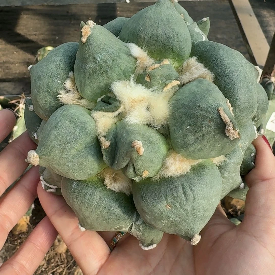 全部花朵达摩蛋尤母本十五公分