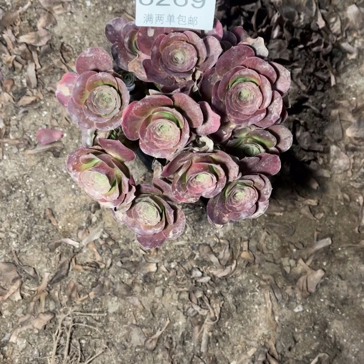 8269魅金玫瑰的人多肉的