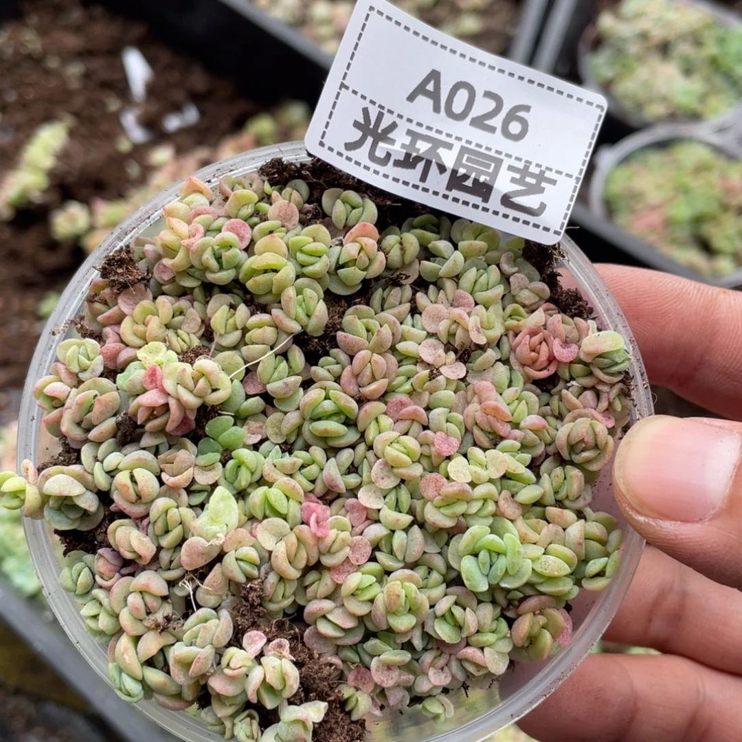 慢****a026号福利切糕胖宝