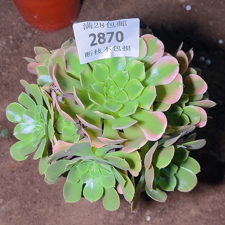 2870香妃多肉植物保护