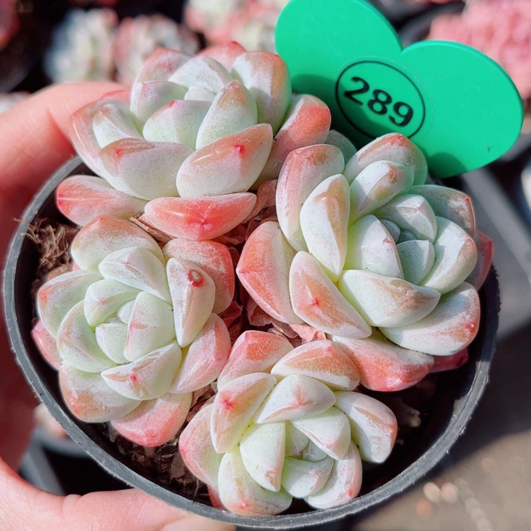 289号小老桩冰玉群9公分盆口