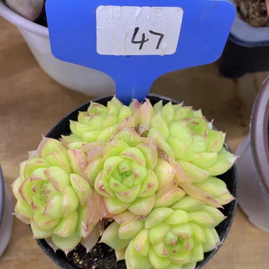 每天100颗，第3场开始