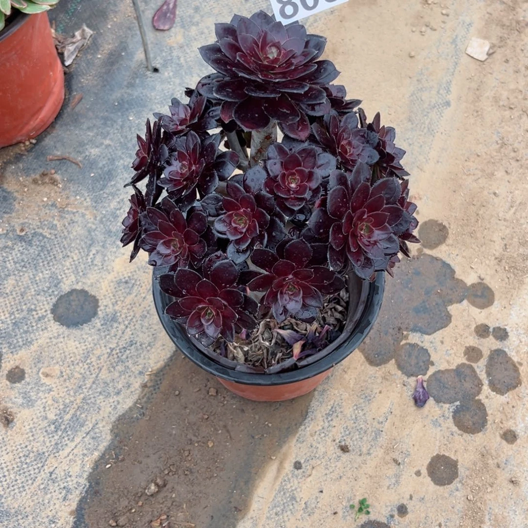 806黑圆叶法师多肉