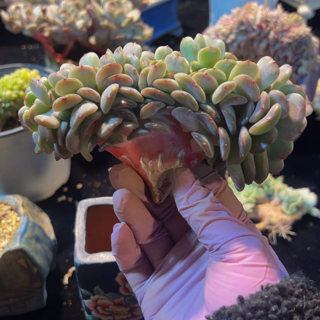 红恋缀 新年快乐