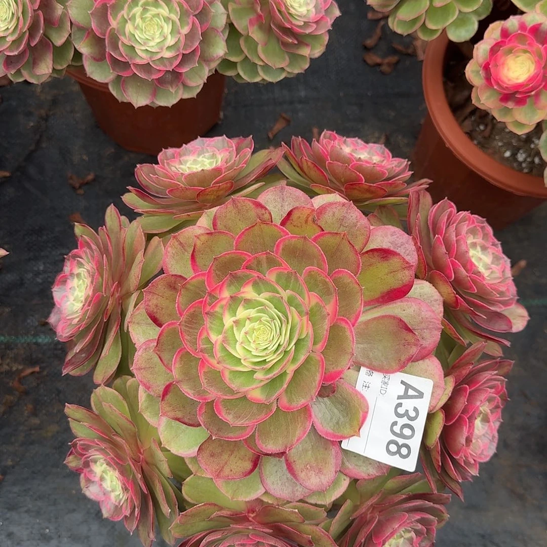 粉花妖多肉植物398