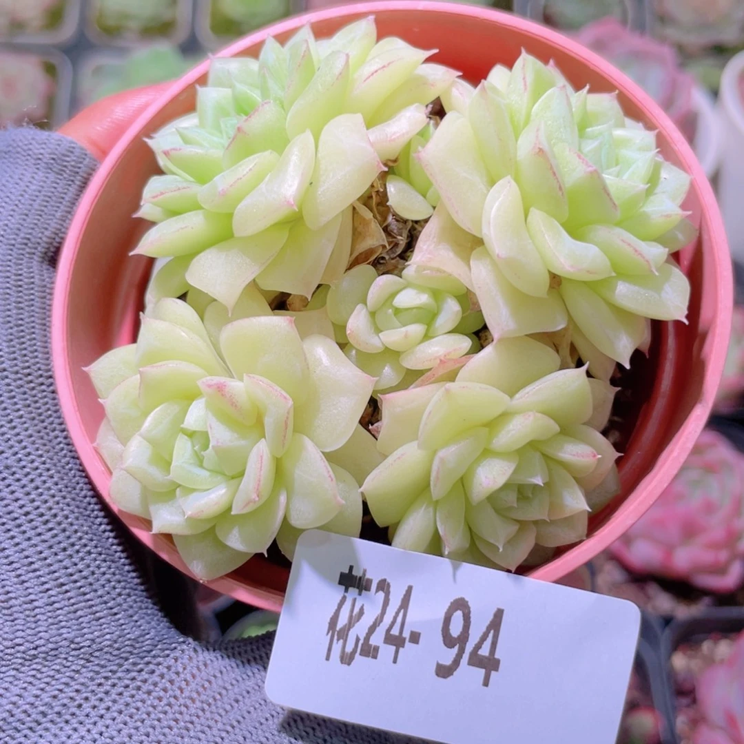 花利美24-94白天鹅