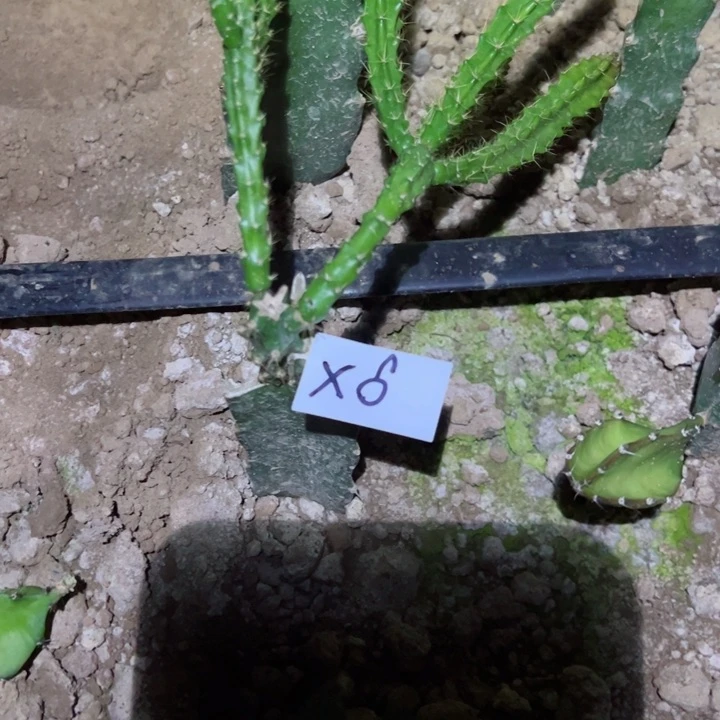 冰**洁X6嫁接鼠尾令箭橙黄25