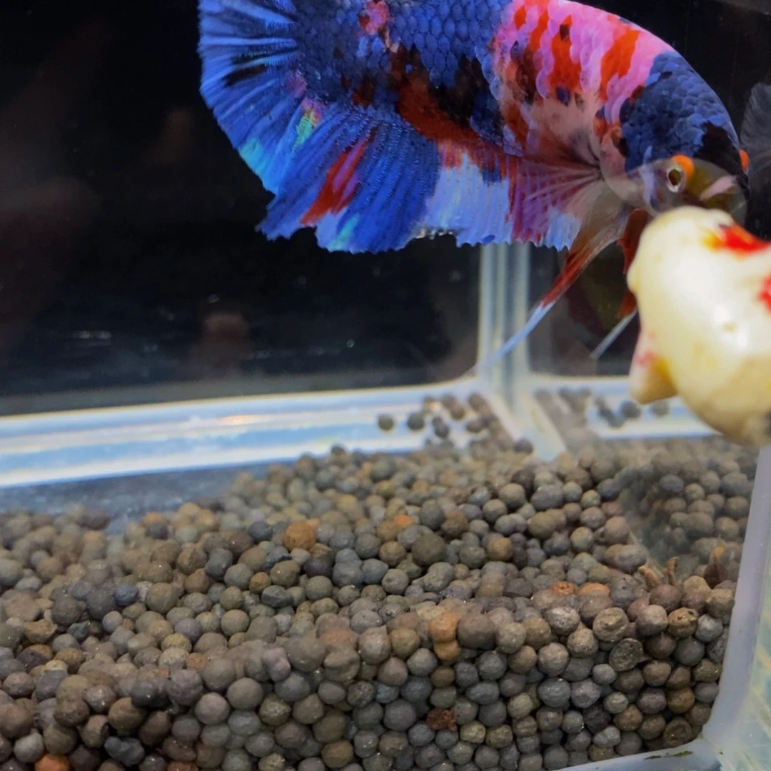 热带鱼公170巨斗