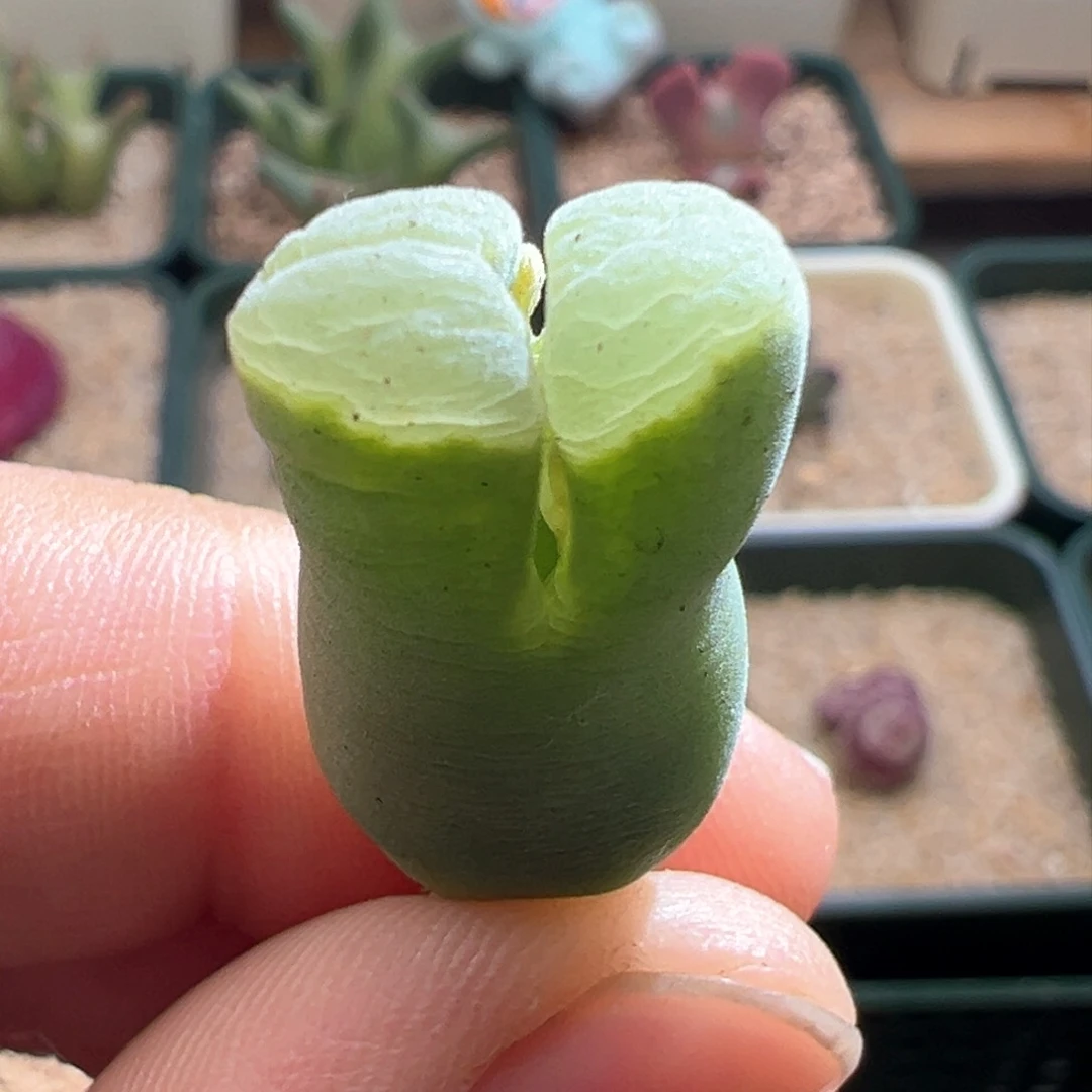 484。青蛙种源2151内双头