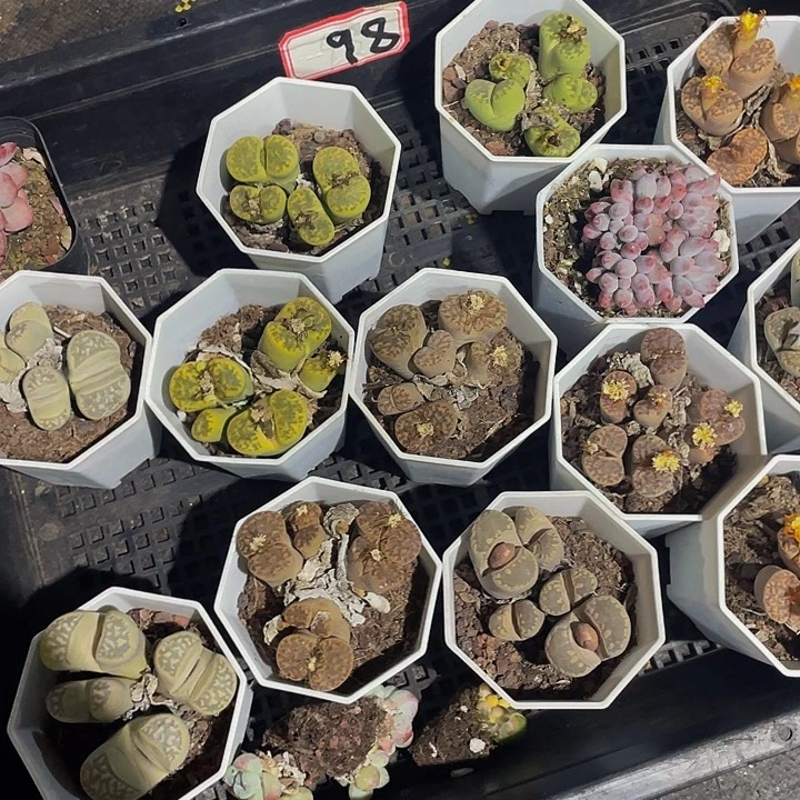 琳***琳98号筐带盆土发货一个