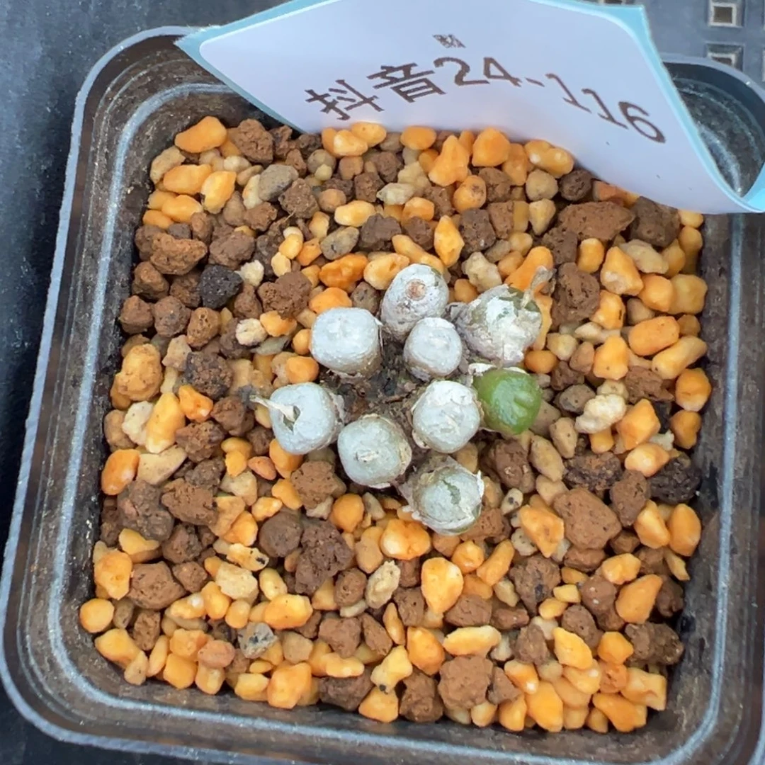 24-166肉锥多肉植物