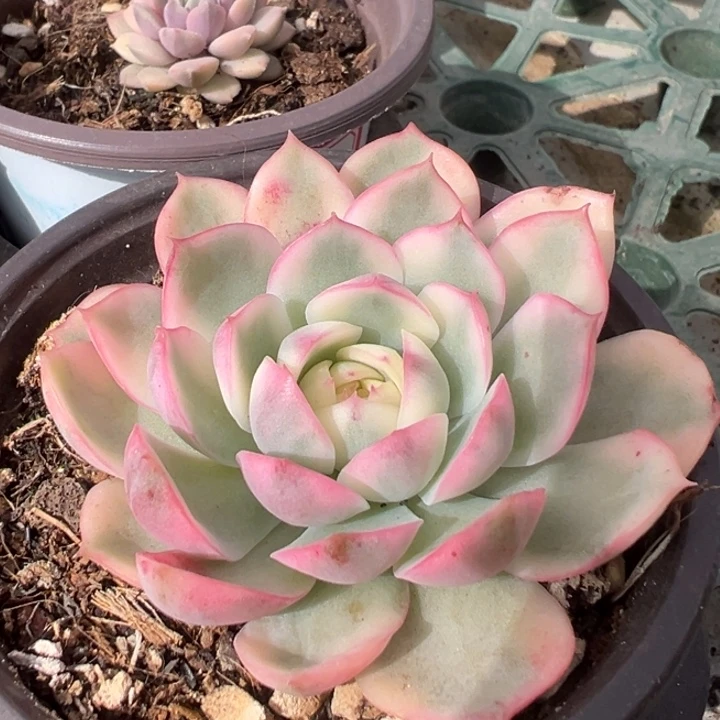 韩水晶锦一物一拍锦龙