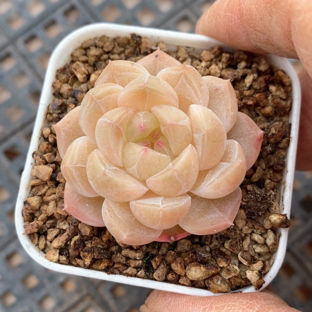 精品多肉一物一拍不包整135