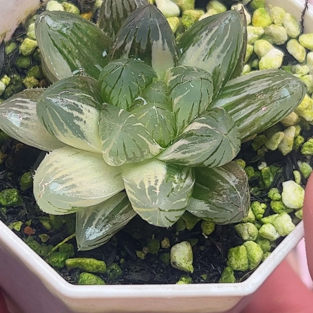 5.1公分霓虹灯锦十二卷