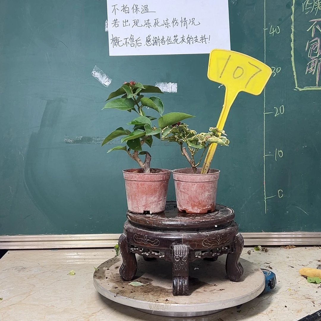 完全开放 蓝月亮掌中宝 印度画报掌中宝 107