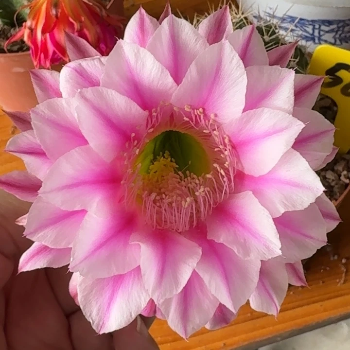 5661 实生彩草 脱土发