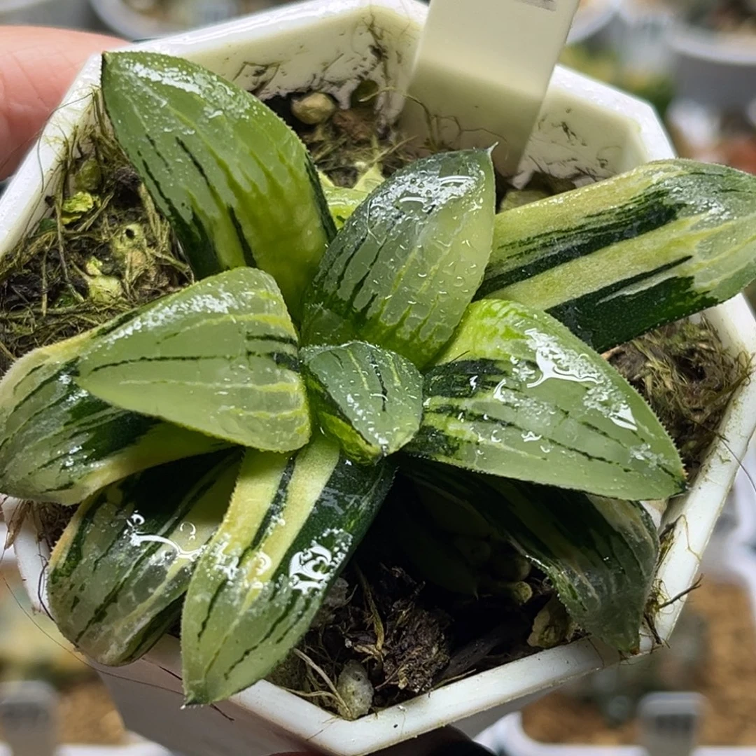 85大空克锦带仔福利专场