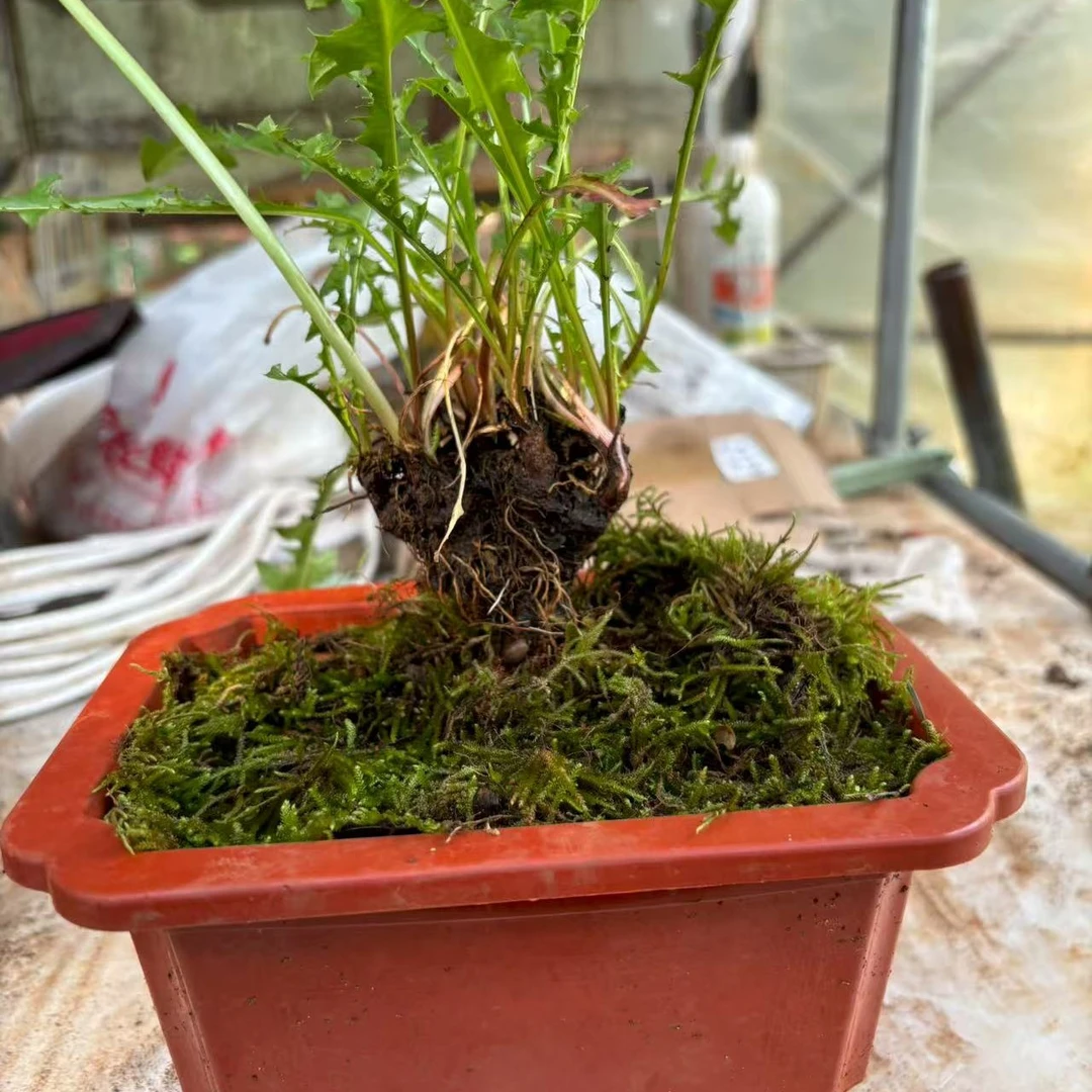 老桩盆景蒲公英盆栽可食用景观植物桌面植物造景黄花地丁婆婆丁茶