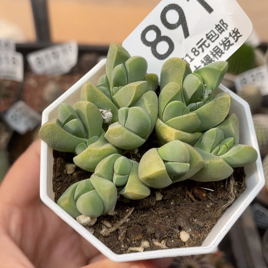 891秋琴玉（满18元包邮）