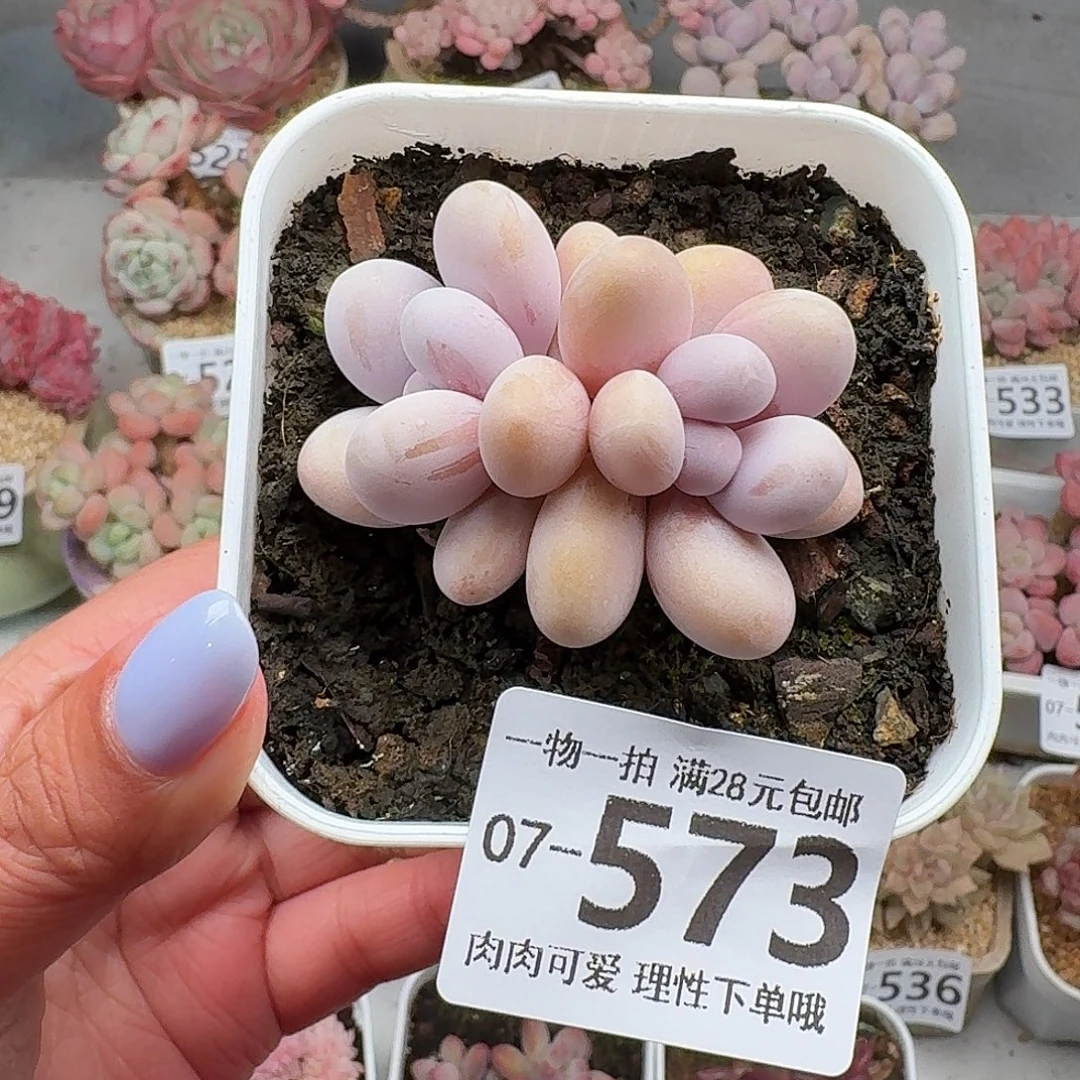 奶酪无盆土发货无