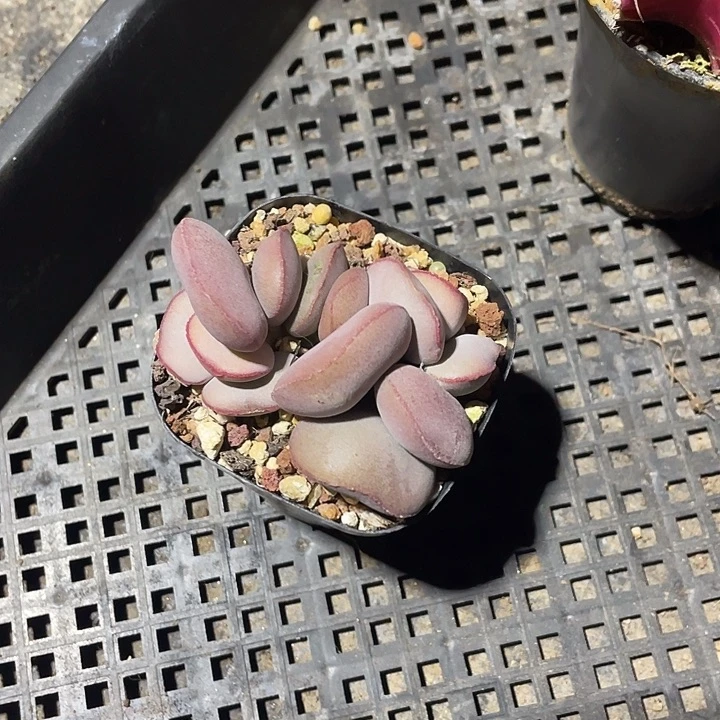 小*定向小白换红蛋水泡