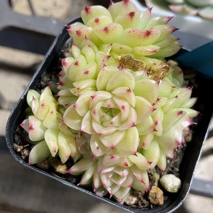 多肉植物麦秆a011