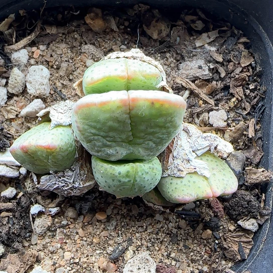 开播福利。 37707