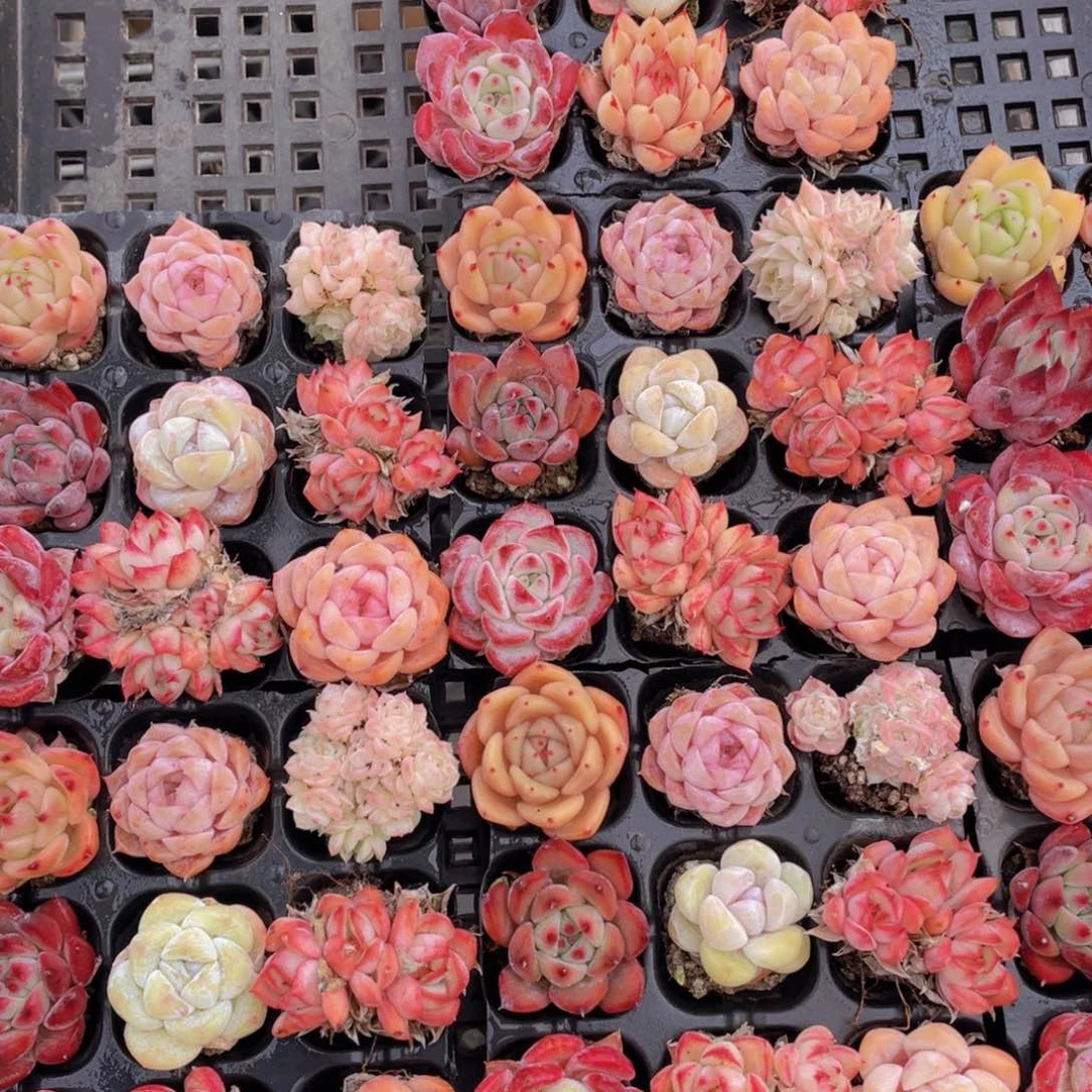 1037号开播福利精品美肉九个