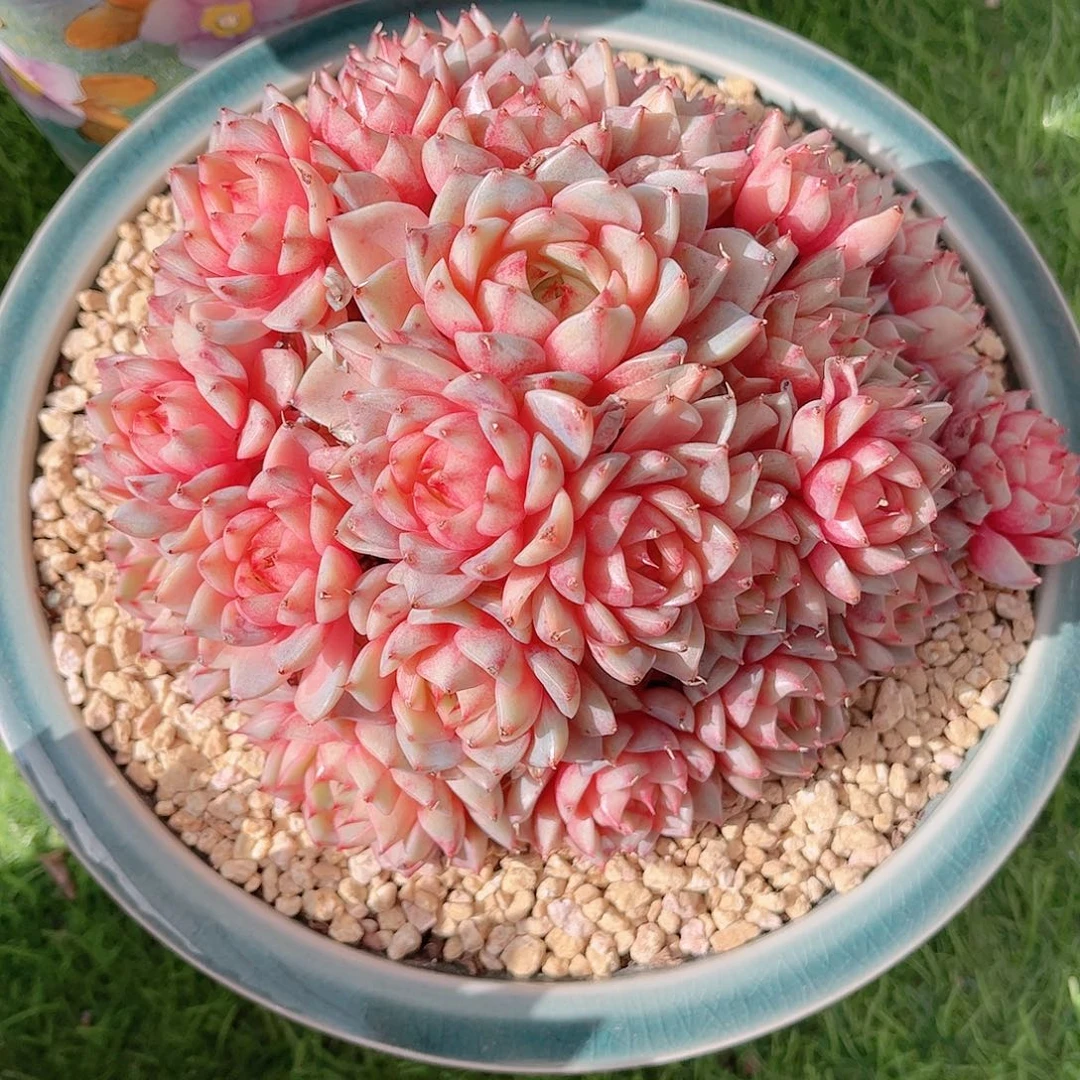 糖心苯巴自然群多肉