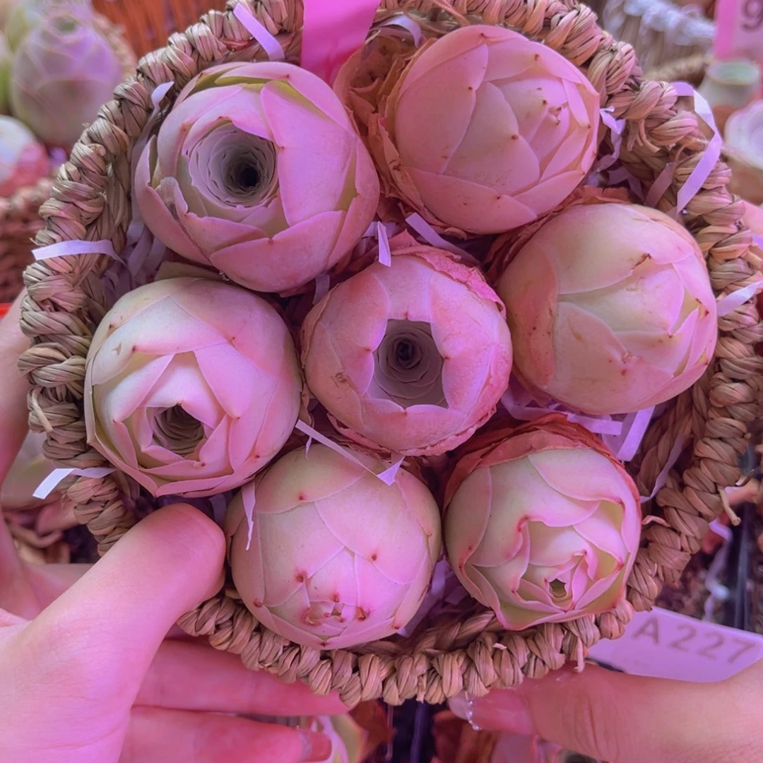 花篮一物一拍448号