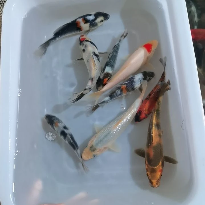 锦鲤昭和三色锦鲤一盆