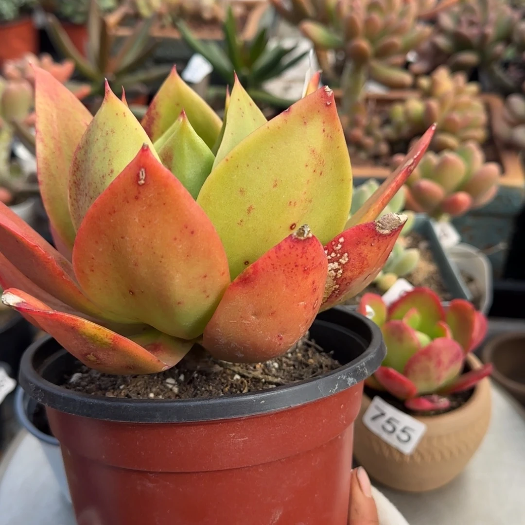 832号一物一拍一物一拍一物一拍