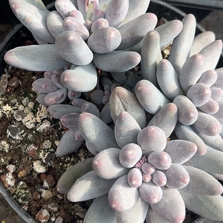 乌拉奶大群特价福利