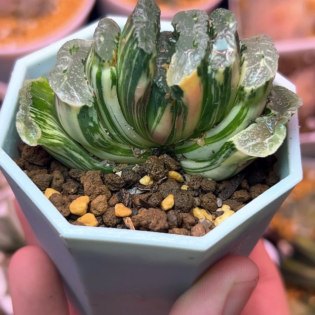 绿岛锦十二卷多肉植物