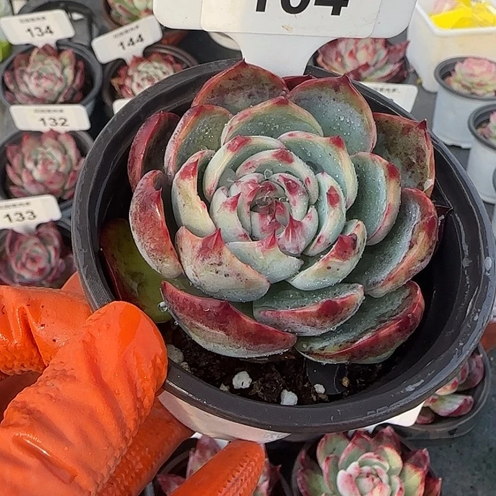 104 惊鸿仙子多肉植物6-9cm