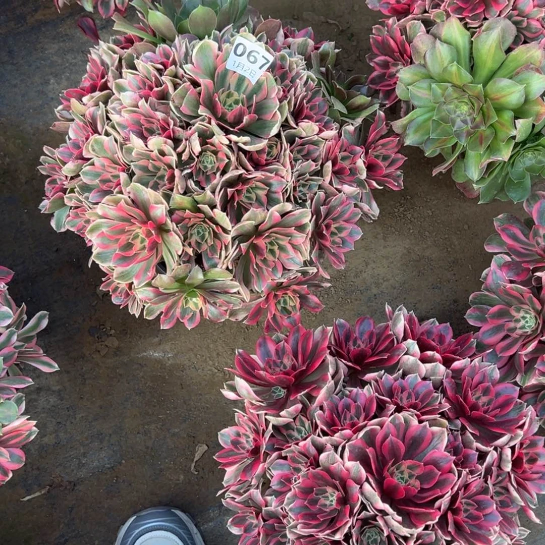 末***末1.2-67女妖多肉植物