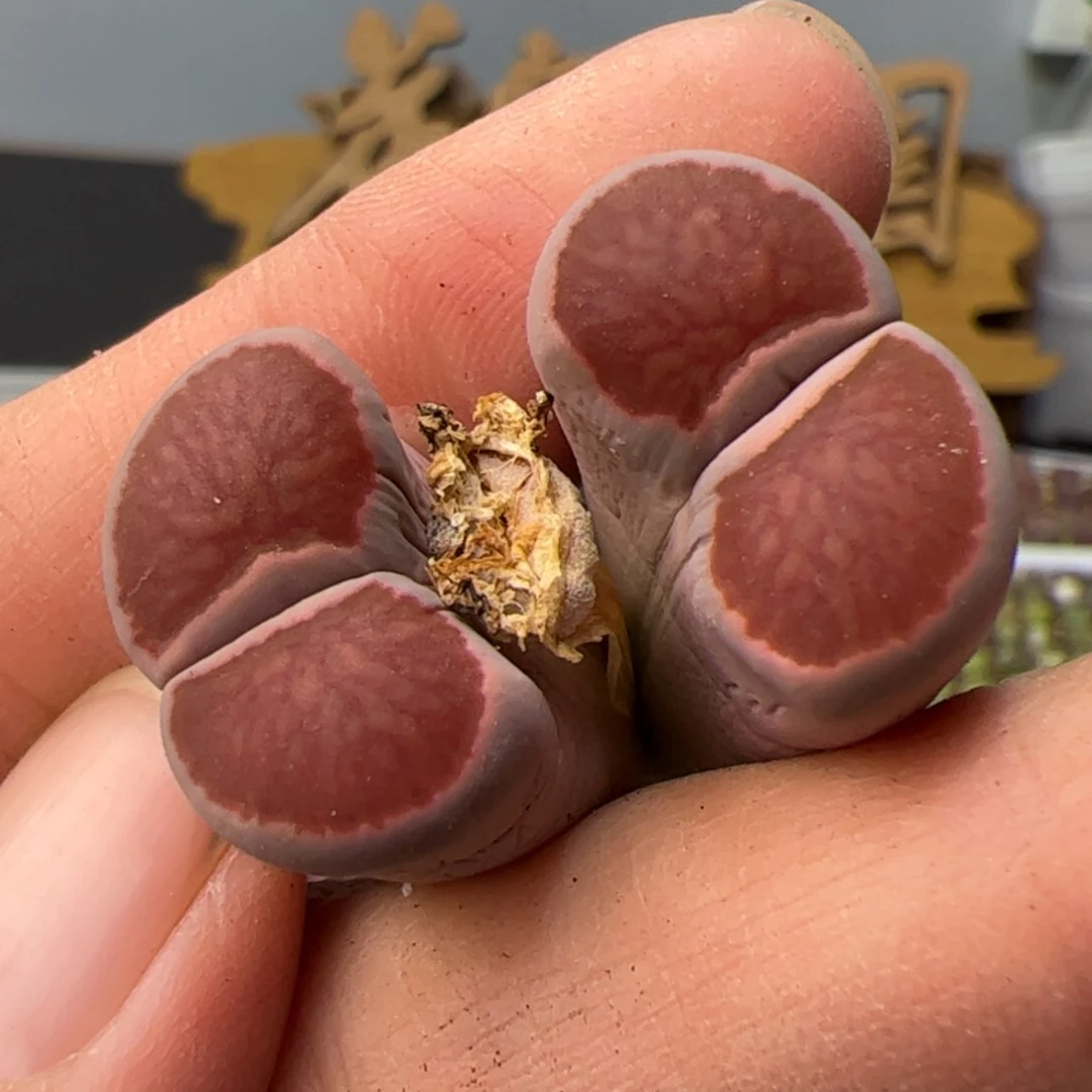 【闪购商品】0000006